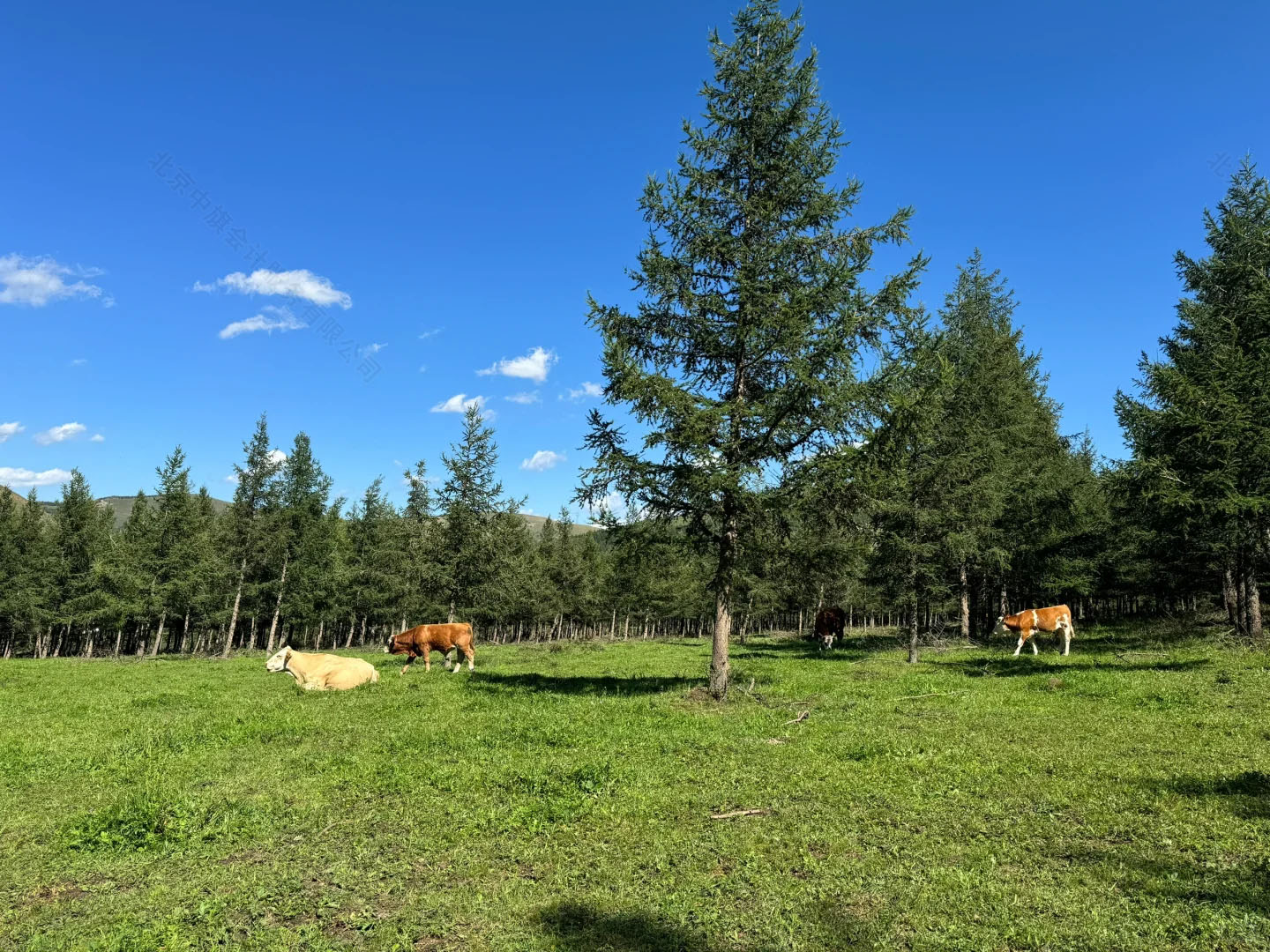 風(fēng)吹草地見牛羊.jpg 風(fēng)吹草地見牛羊.jpg