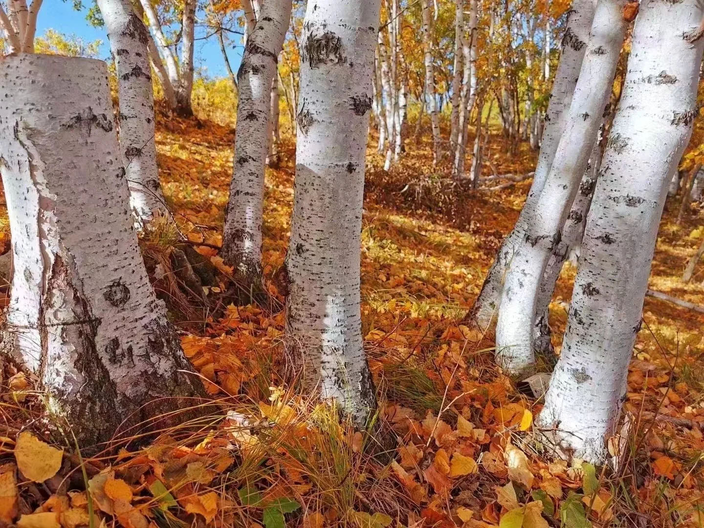 黃色的樹葉風(fēng)景真的是如畫一樣.jpg 黃色的樹葉風(fēng)景真的是如畫一樣.jpg