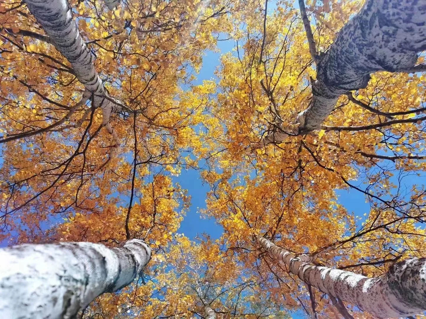 抬頭看天的時候樹葉是非常美.jpg 抬頭看天的時候樹葉是非常美.jpg