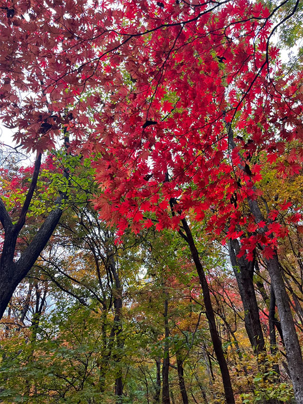 紅楓葉.jpg 紅楓葉.jpg