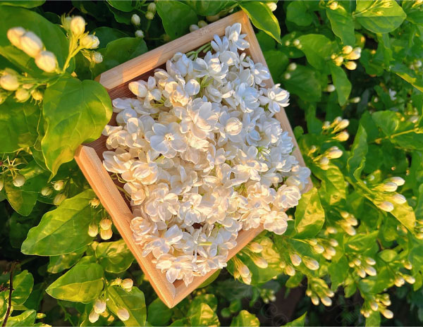 大劉家自己種的茉莉花茶.jpg 大劉家自己種的茉莉花茶.jpg