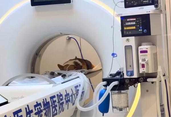 寵物醫(yī)院正在給狗狗拍片.png 寵物醫(yī)院正在給狗狗拍片.png