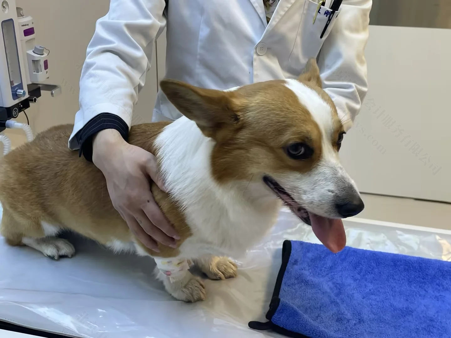 狗狗腿部骨折.jpg 狗狗腿部骨折.jpg