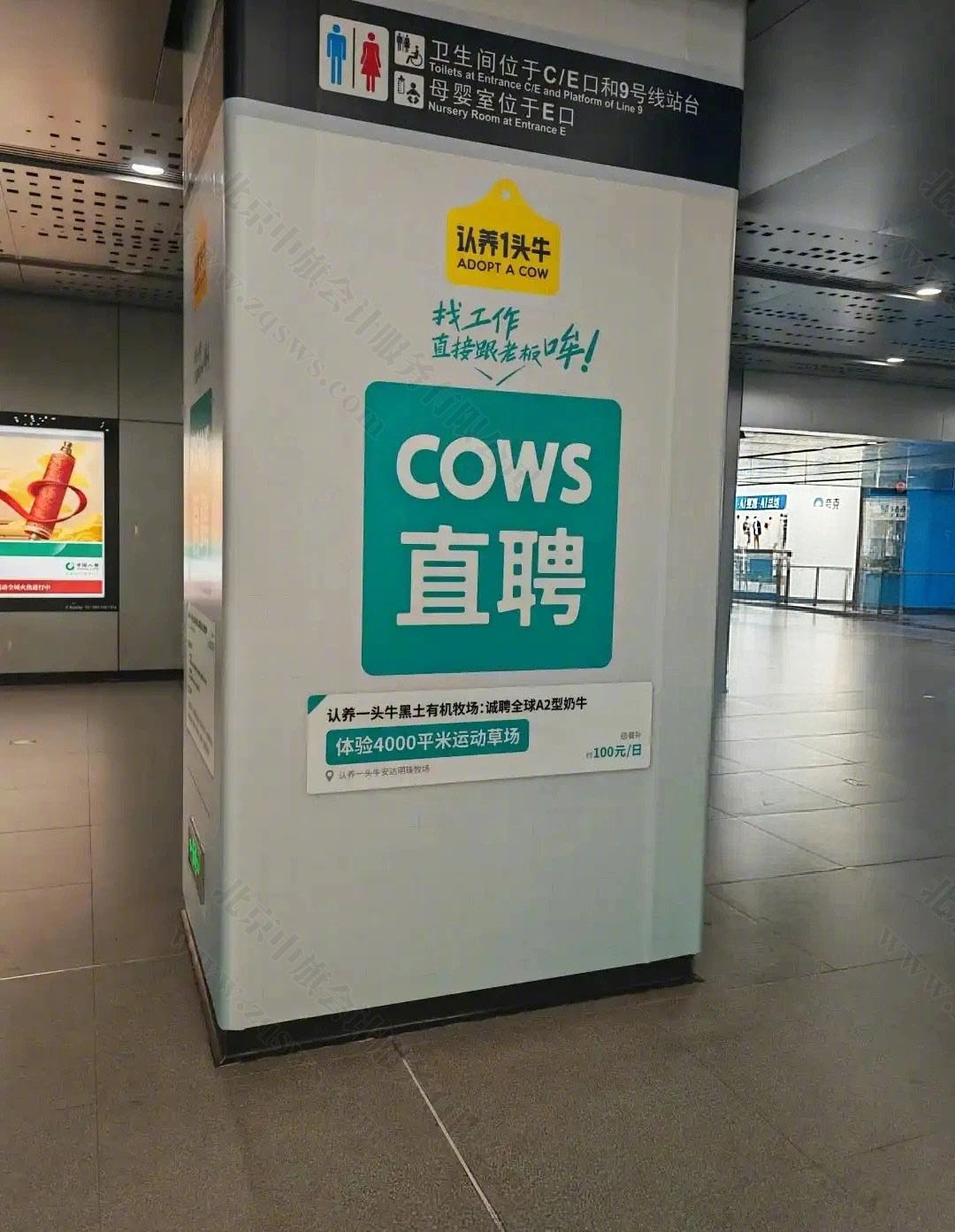 COWS直聘.jpg
