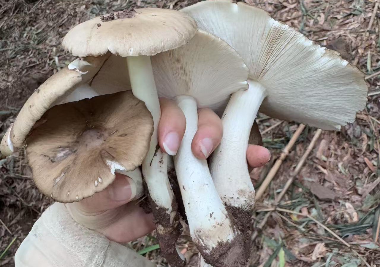 正宗的雞樅菌 正宗的雞樅菌